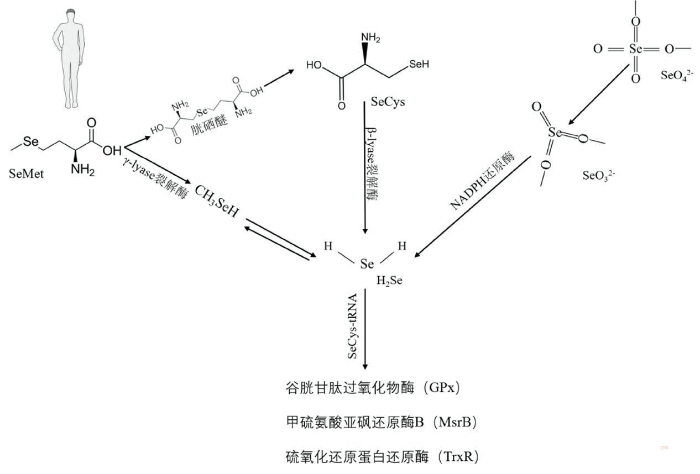 人体内的硒代谢